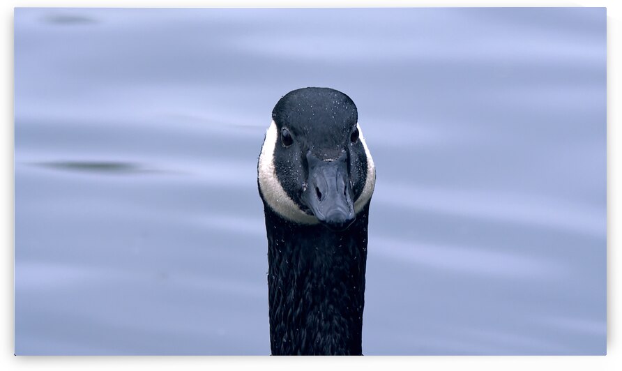 Canada Goose headshot by Tony J Hulme