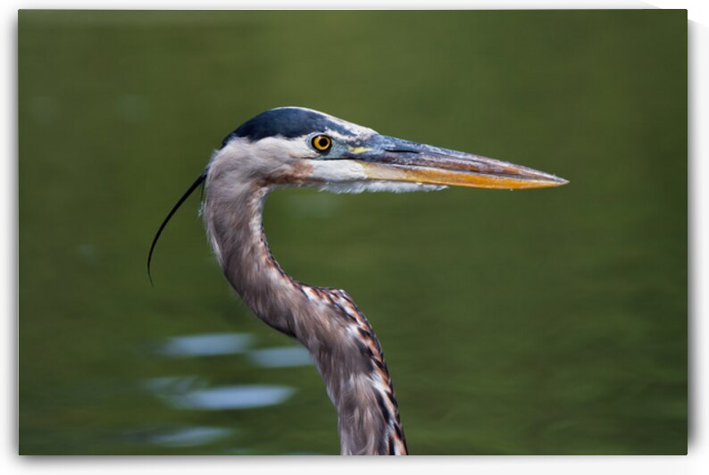 Great Blue Heron - Steely Gaze by Chad Meyer