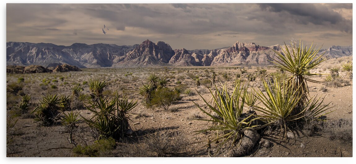 Arid Desert Panorama by Frank Wilson