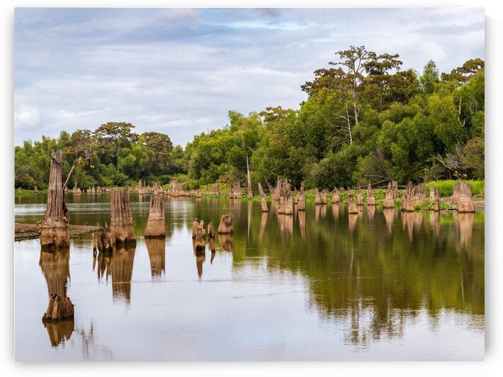 Stumps of bald cypress trees rise out of water in Atchafalaya ba by Steve Heap