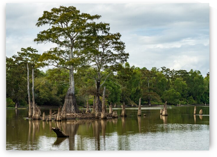 Large bald cypress trees rise out of water in Atchafalaya basin by Steve Heap