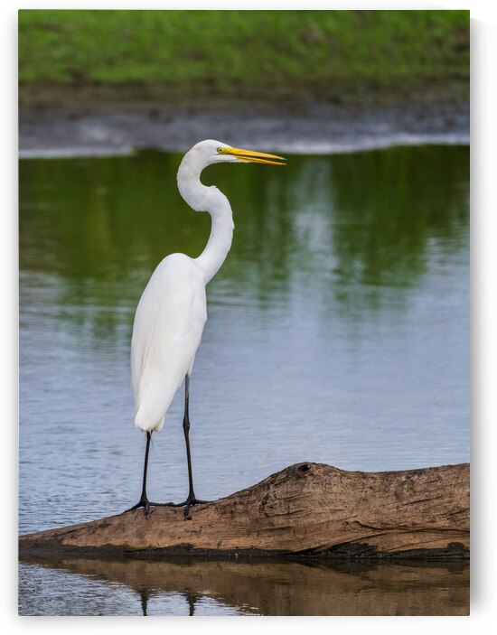 Great Egret on the stumps of bald cypress trees in Atchafalaya b by Steve Heap