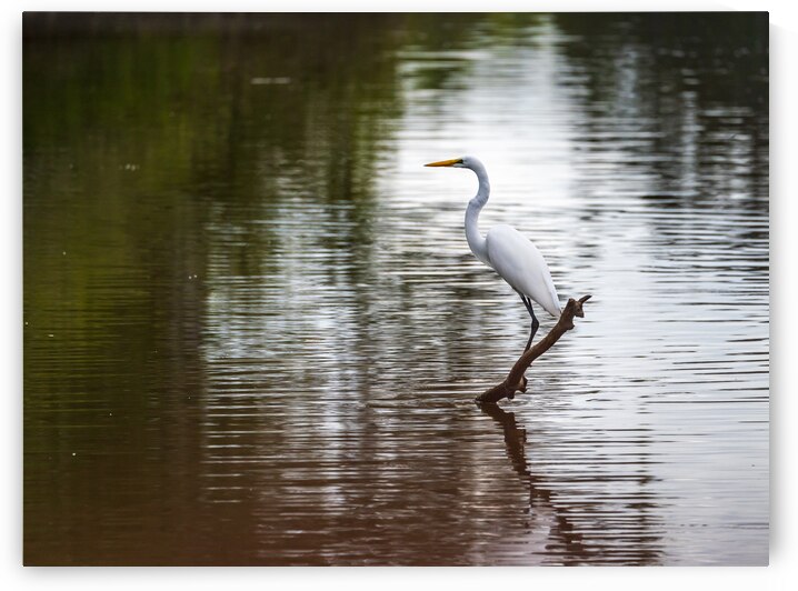 Great Egret on the stumps of bald cypress trees in Atchafalaya b by Steve Heap