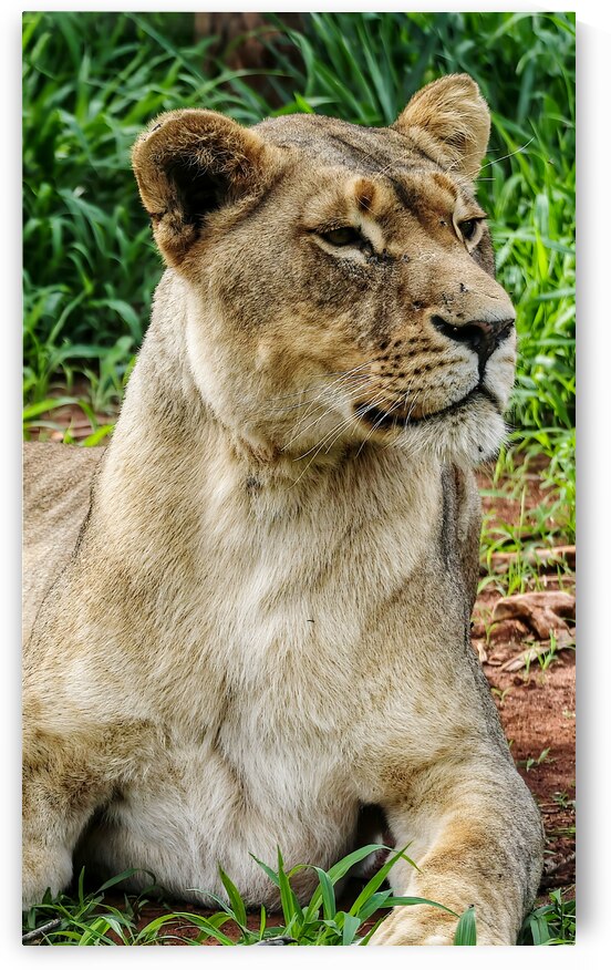 Strike a Pose by Stuart Colquhoun