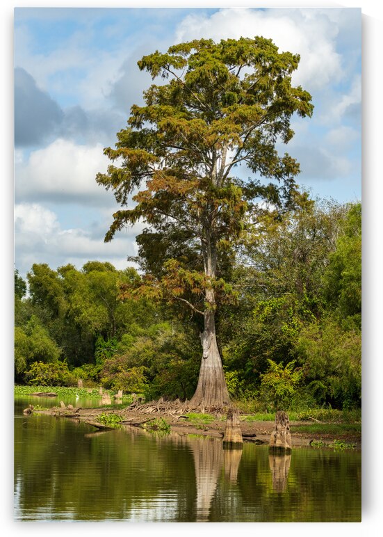 Large bald cypress trees rise out of water in Atchafalaya basin by Steve Heap
