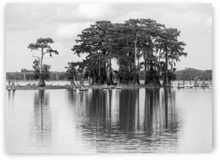 Stand of bald cypress trees rise out of water in Atchafalaya bas by Steve Heap
