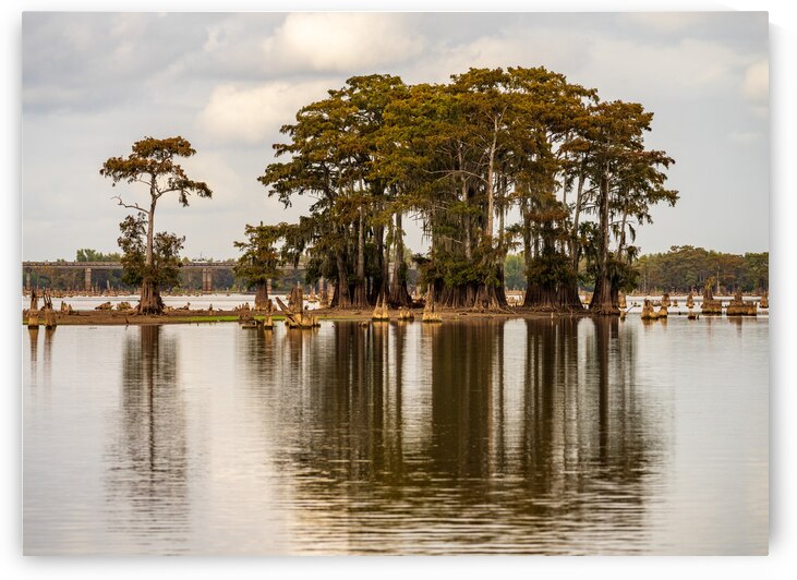 Stand of bald cypress trees rise out of water in Atchafalaya bas by Steve Heap