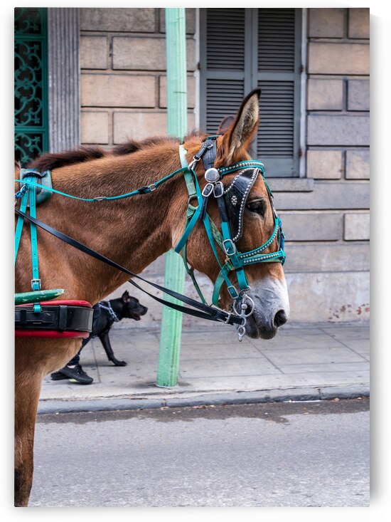 Portrait of horse pulling carriage with black dog on sidewalk by Steve Heap