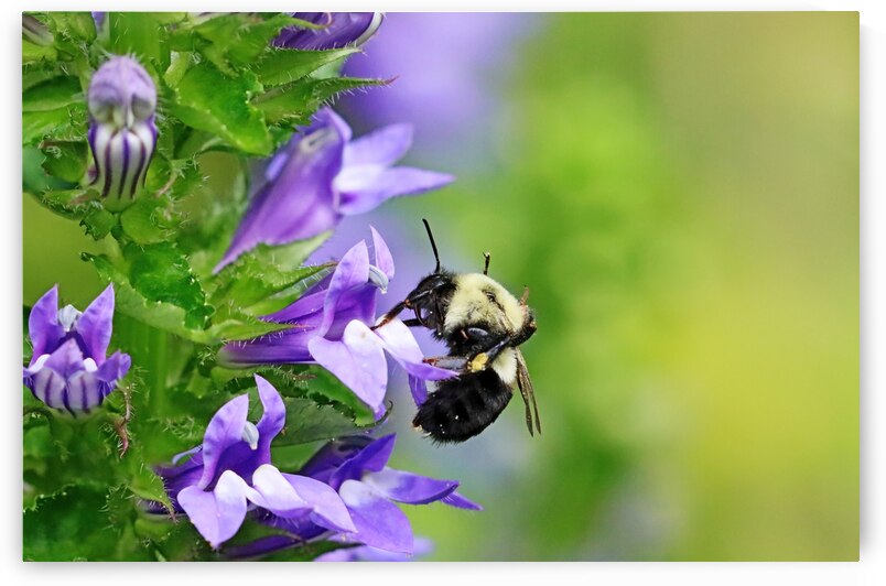 Sipping The Nectar by Deb Oppermann