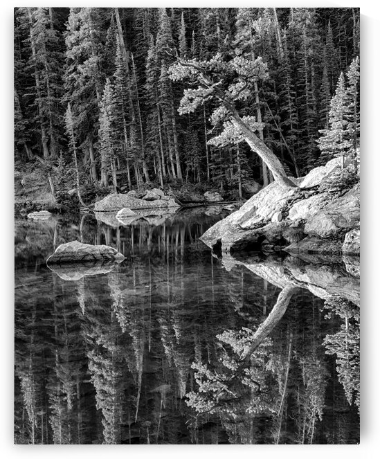 Reflecting Pine B_W by Prairie Wind Imagery