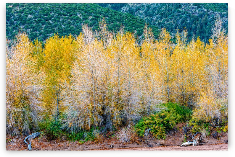Riverbank Gold by Prairie Wind Imagery