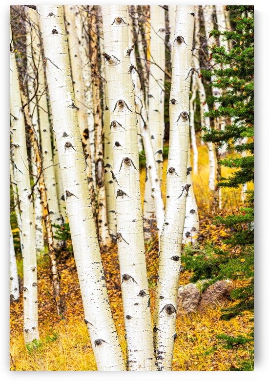 Aspen Trunks 3 by Prairie Wind Imagery