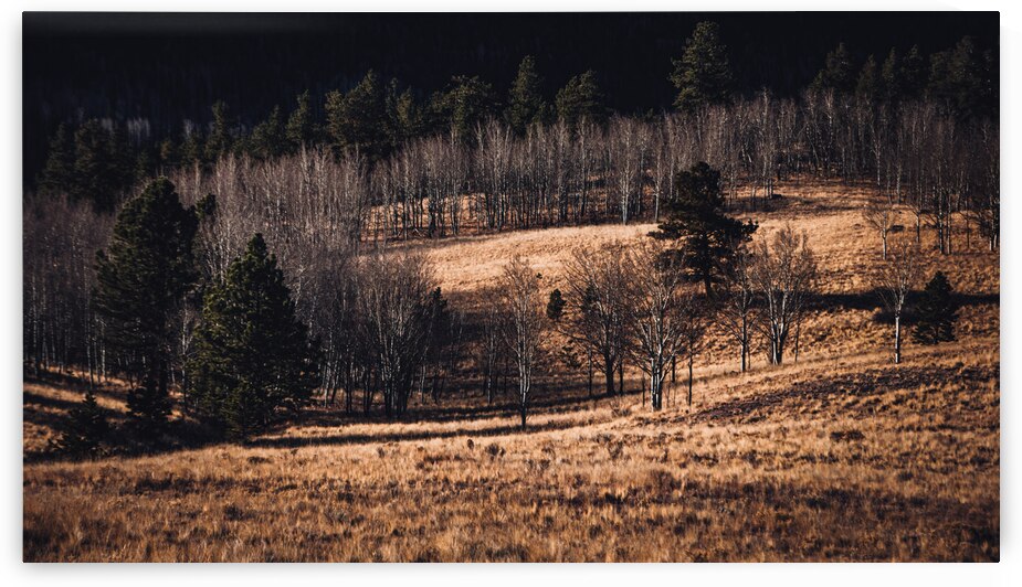 Colorado Late Autumn Meadow 3 by Prairie Wind Imagery