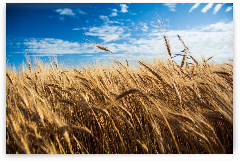 Wheat And Sky by Prairie Wind Imagery
