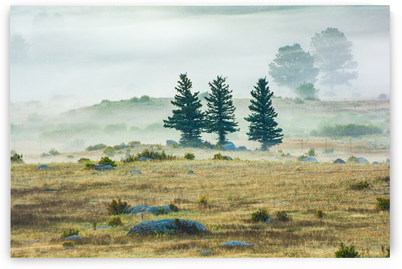 Trees In The Mist by Prairie Wind Imagery