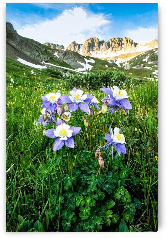 American Basin Columbine by Prairie Wind Imagery