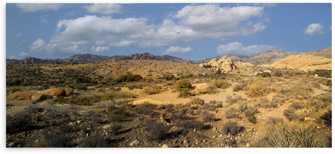 Hiking Trail In The Desert Panorama by Frank Wilson