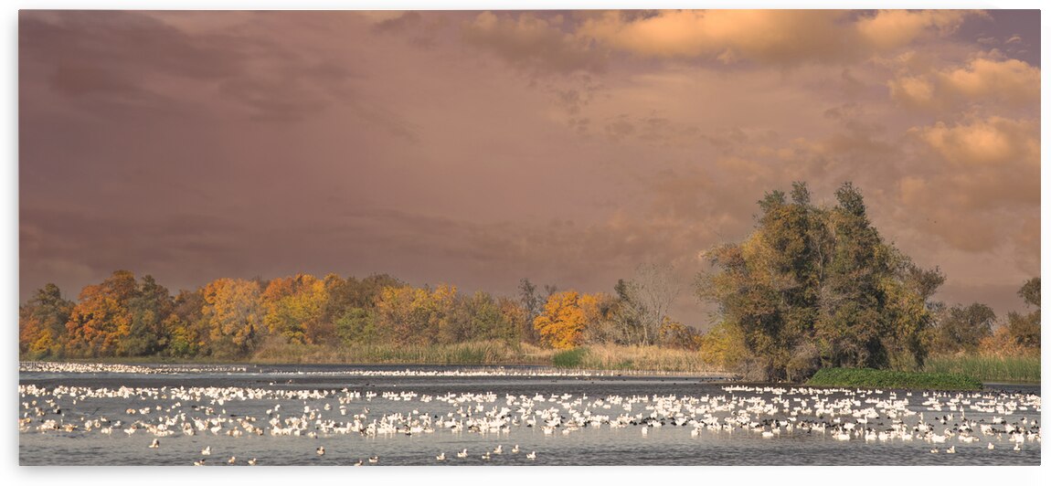 Autumn Marsh Panorama by Frank Wilson