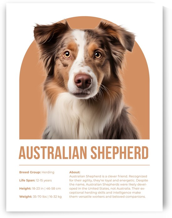 Australian Shepherd Informative Poster by Windawn