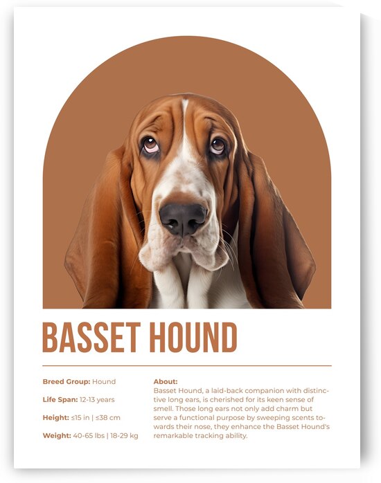 Basset Hound Informative Poster by Windawn