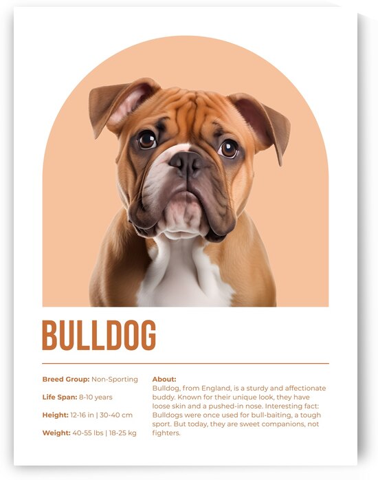 Bulldog Informative Poster by Windawn