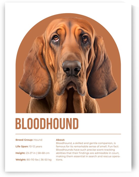 Bloodhound Informative Poster by Windawn