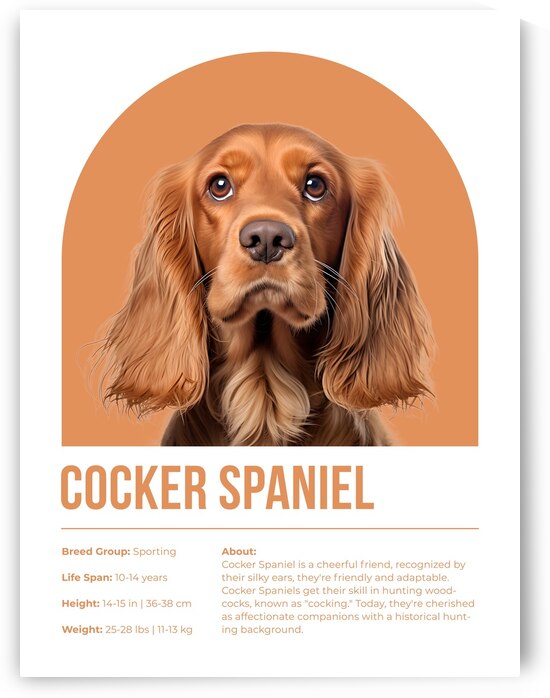 Cocker Spaniel Informative Poster by Windawn