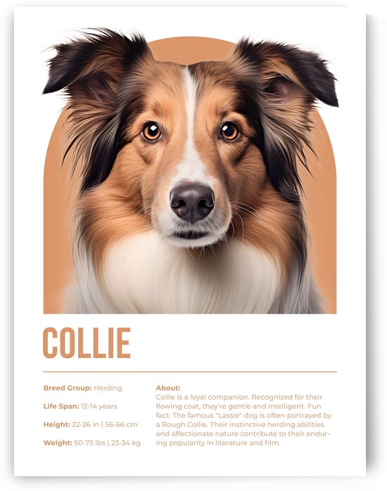 Collie Informative Poster by Windawn