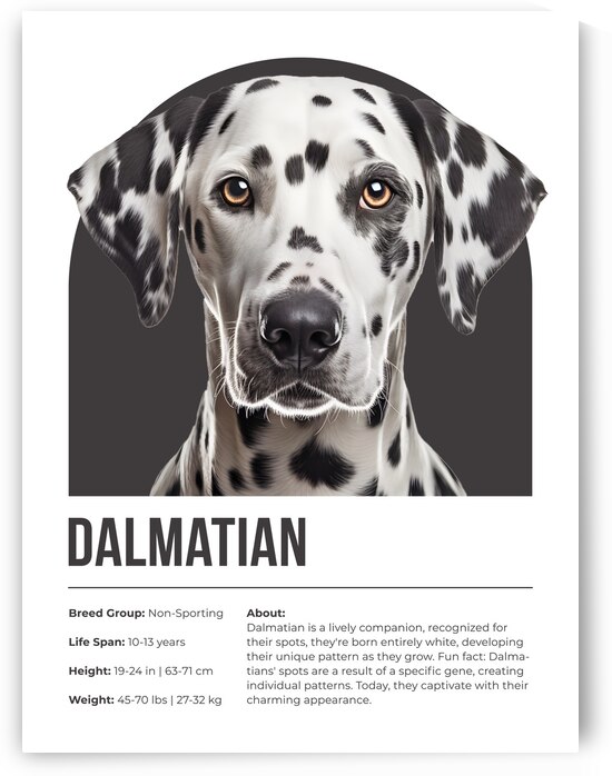 Dalmatian Informative Poster by Windawn