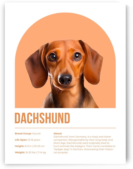 Dachshund Informative Poster by Windawn