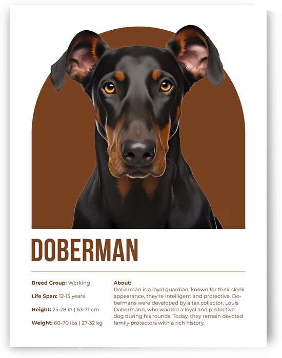Doberman Informative Poster by Windawn