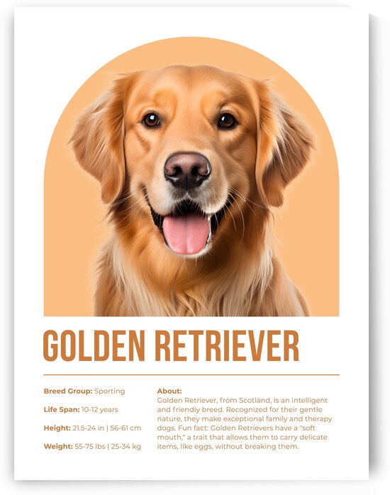 Golden Retriever Informative Poster by Windawn