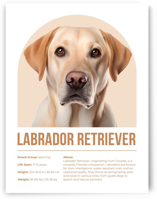 Labrador Retriever Informative Poster by Windawn