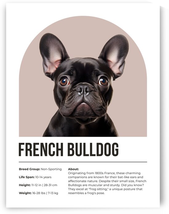 French Bulldog Informative Poster by Windawn