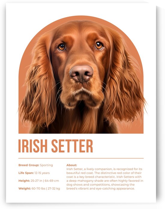Irish Setter Informative Poster by Windawn