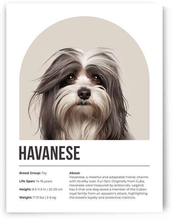 Havanese Informative Poster by Windawn
