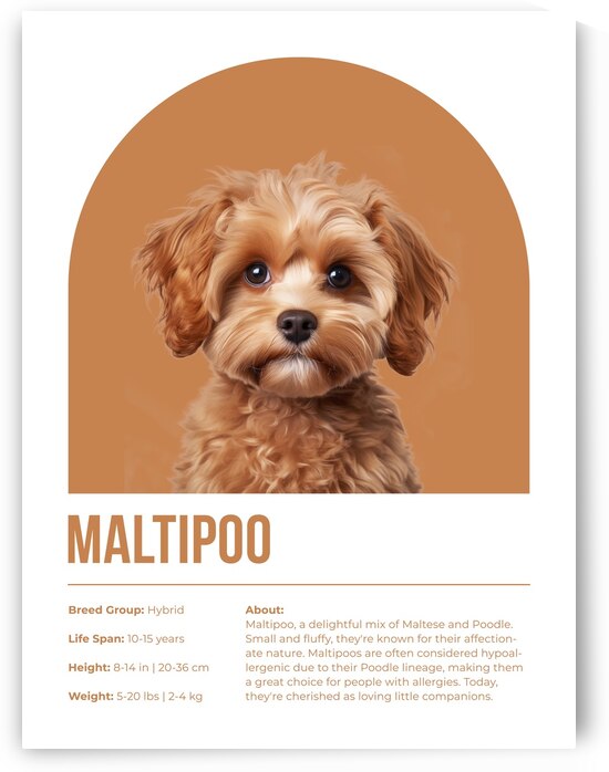 Maltipoo Informative Poster by Windawn