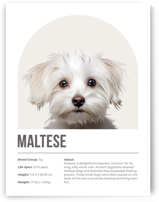 Maltese Informative Poster by Windawn