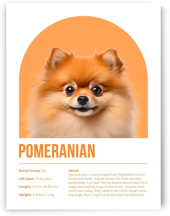 Pomeranian Informative Poster by Windawn