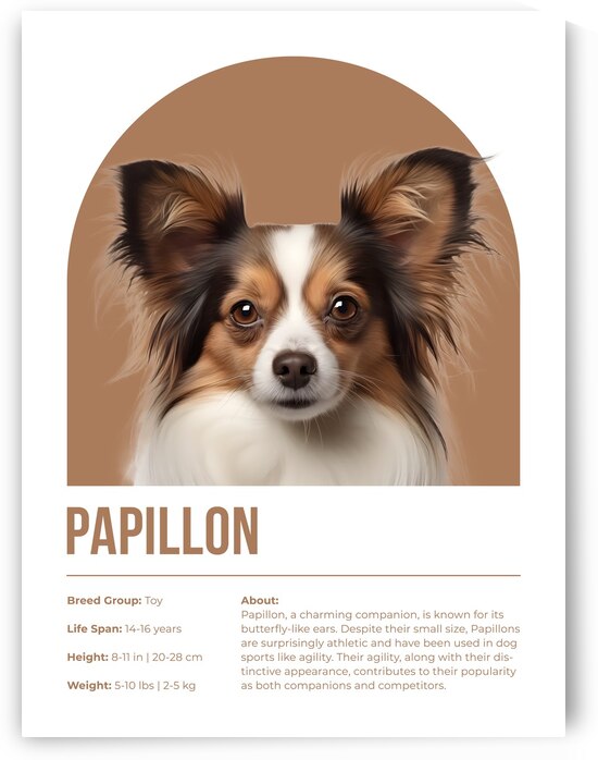 Papillon Informative Poster by Windawn