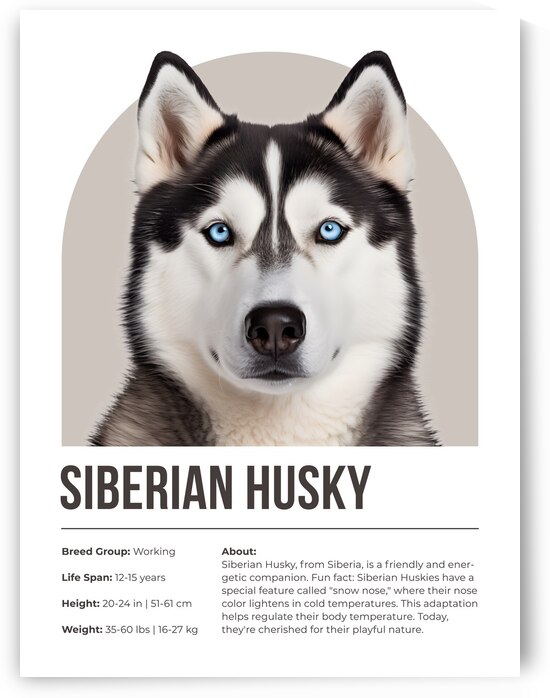 Siberian Husky Informative Poster by Windawn