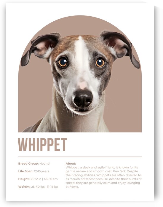 Whippet Informative Poster by Windawn