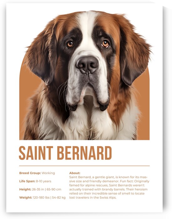 Saint Bernard Informative Poster by Windawn