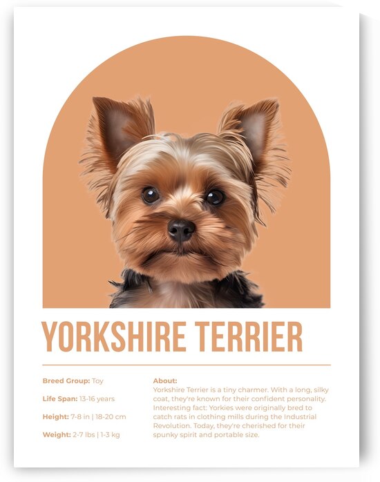Yorkshire Terrier Informative Poster by Windawn