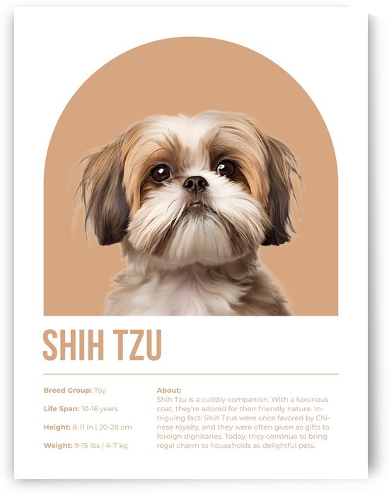 Shih Tzu Informative Poster by Windawn