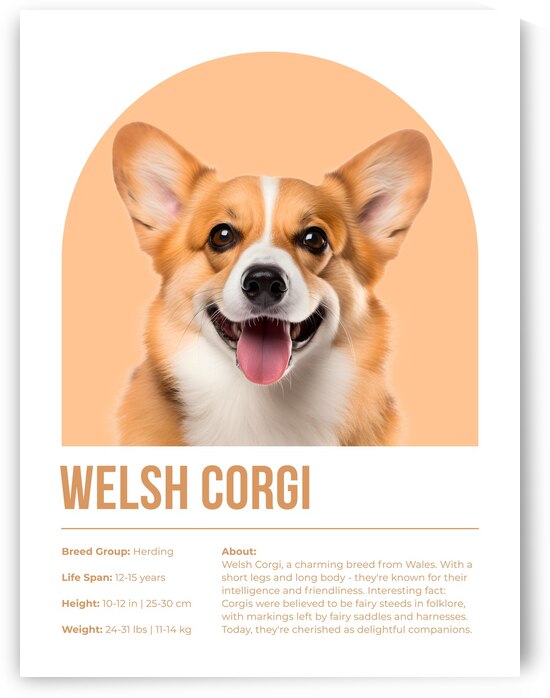 Welsh Corgi Informative Poster by Windawn