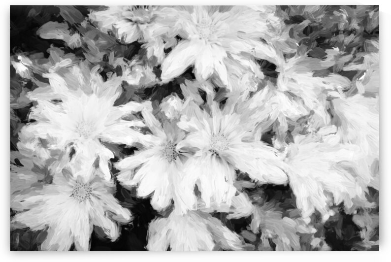 Mums the Word Chrysanthemum X 1 by Rich Franco