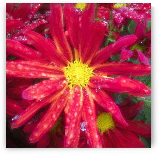 Mums the Word Chrysanthemum X103  by Rich Franco