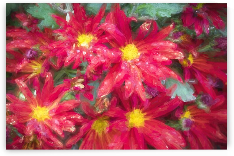 Mums Chrysanthemum X104 by Rich Franco