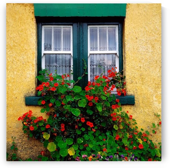 Cottage Window, Co Antrim, Ireland by PacificStock